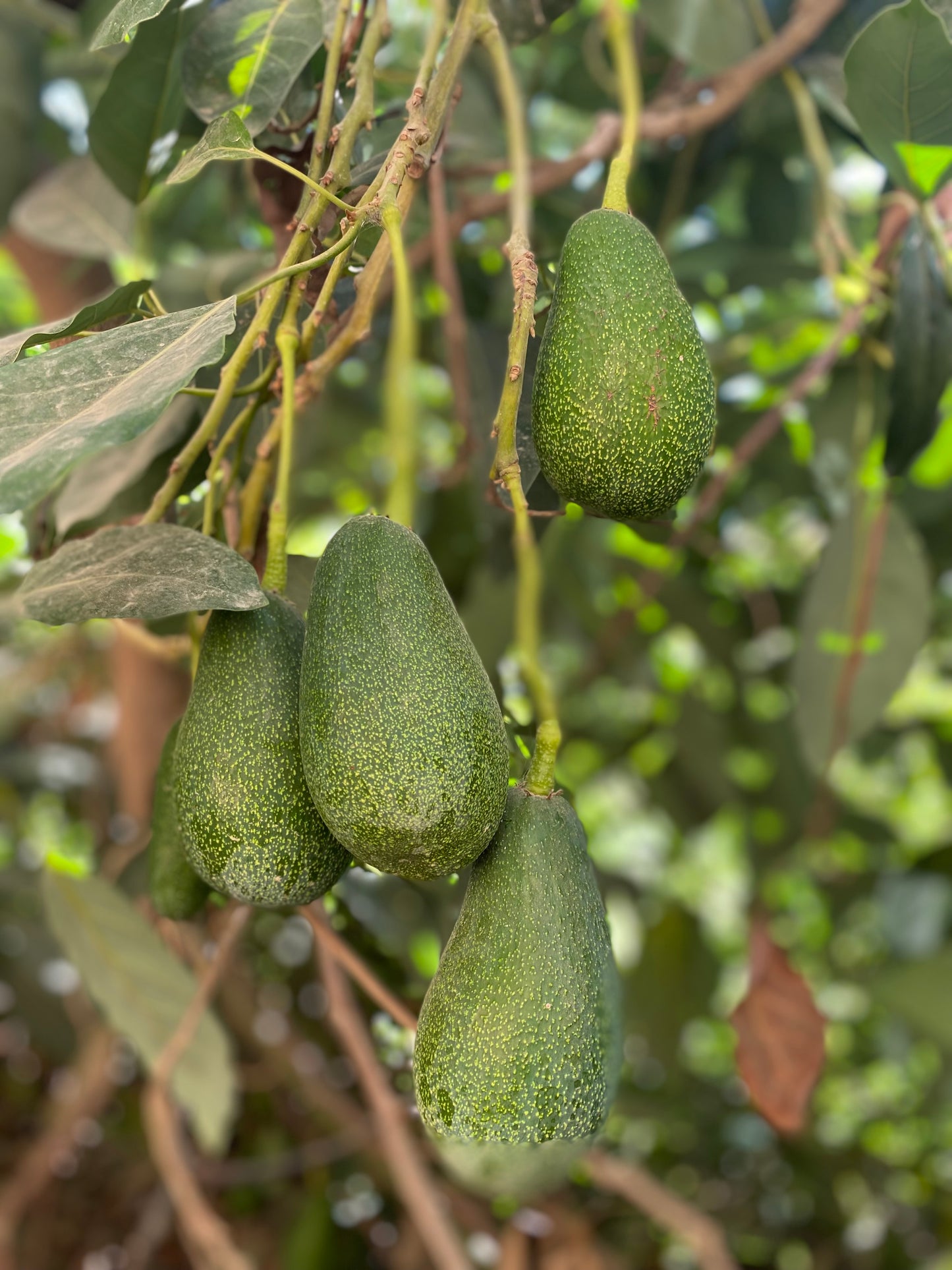 5 KG Avokado  (200 Gr Altı)